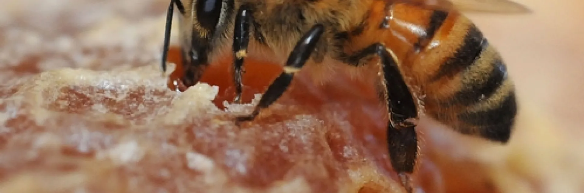 HONEY BEE at the Harry H. Laidlaw Jr. Honey Bee Research Facility at the University of California, Davis, samples honey. (Photo by Kathy Keatley Garvey)