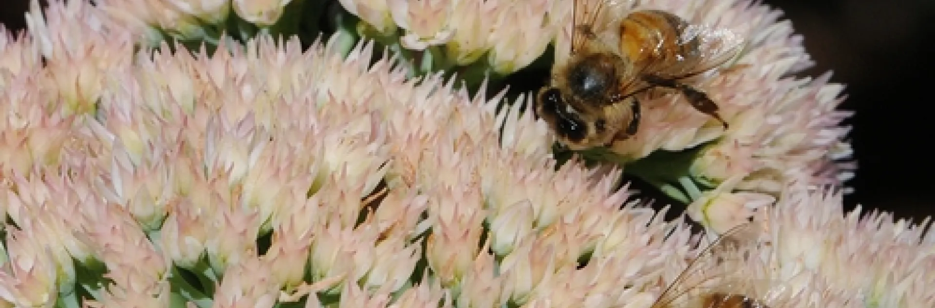 HONEY BEES foraging on sedum in a photo taken in September 2009. (Photo by Kathy Keatley Garvey)