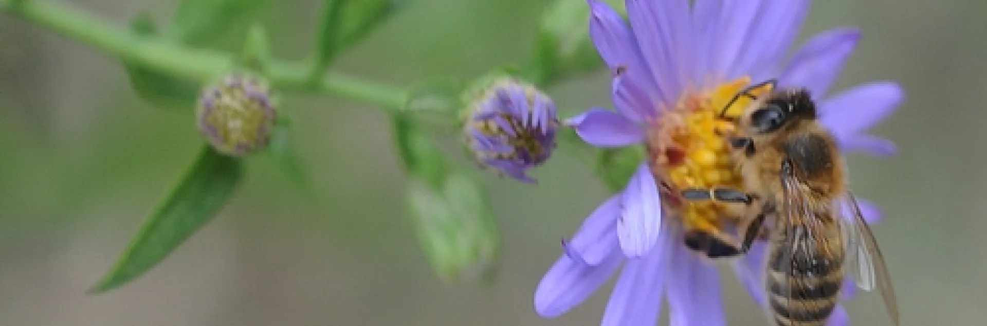 HONEY BEE foraging in a patch of asters at the Harry H. Laidlaw Jr. Honey Bee Research Facility, UC Davis. (Photo by Kathy Keatley Garvey)