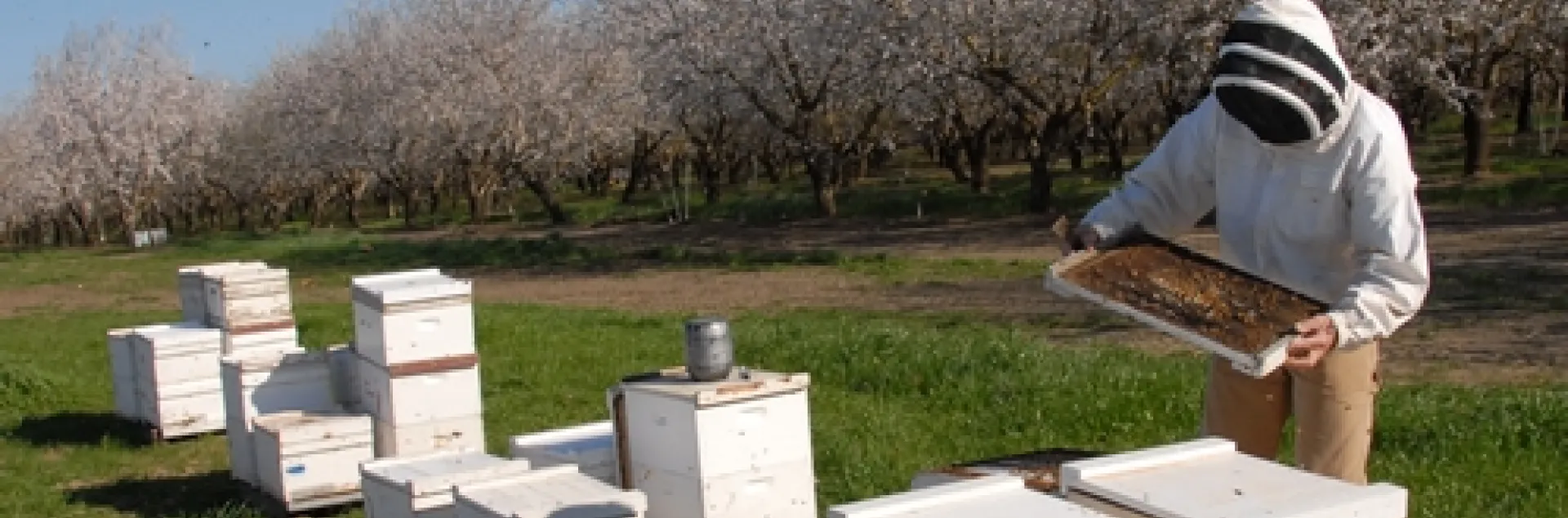 BEE BREEDER-GENETICIST Kim Fondrk of UC Davis tends his bees in a Dixon, Calif. almond orchard. (Photo by Kathy Keatley Garvey)
