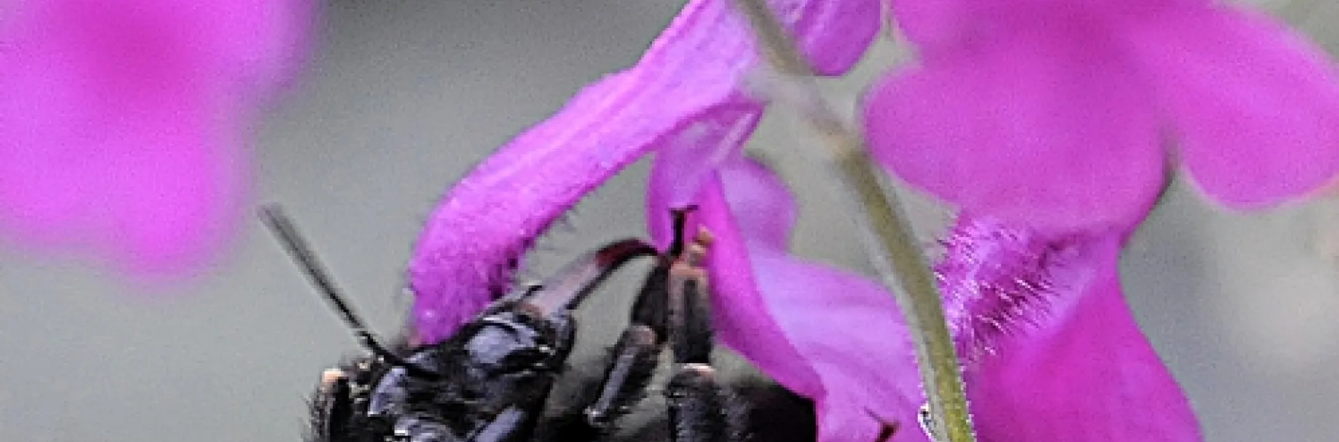 THIS BUMBLE BEE, Bombus californicus, is among the native bees in the area near the American and Consumnes rivers. (Photo by Kathy Keatley Garvey)