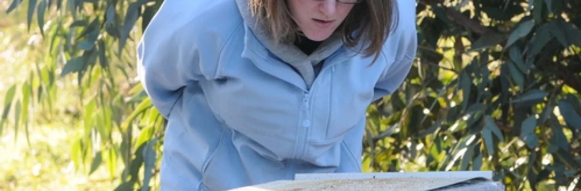 BEEKEEPER Elizabeth "Liz" Frost of the Harry H. Laidlaw Jr. Honey Bee Research Facility, UC Davis, looks for ants on the tray she's just pulled out. (Photo by Kathy Keatley Garvey)