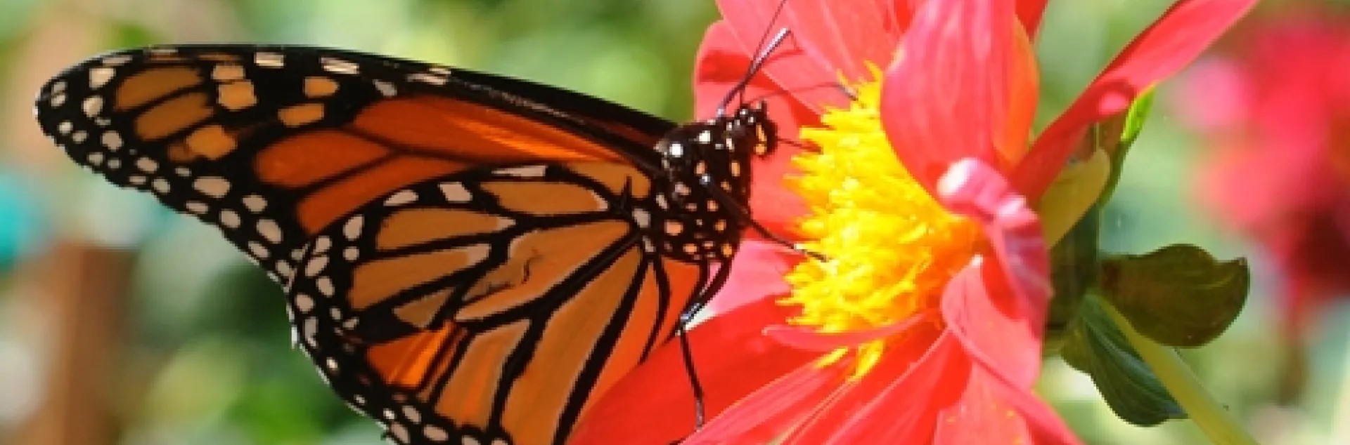 MONARCH BUTTERFLY (Danaus plexippus), shown here in the Luther Burbank Gardens, Santa Rosa, is one of the butterflies that Art Shapiro has studied for the last 35 years. (Photo by Kathy Keatley Garvey)