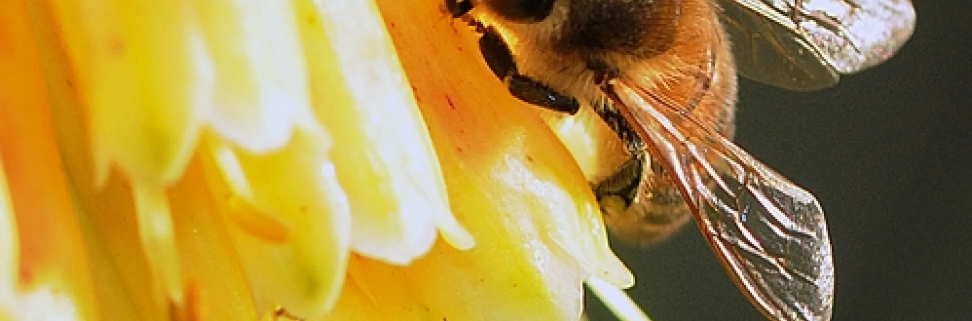 HONEY BEE and an Argentine ant share a red-hot poker in the Storer Garden, UC Davis Arboretum. (Photo by Kathy Keatley Garvey)