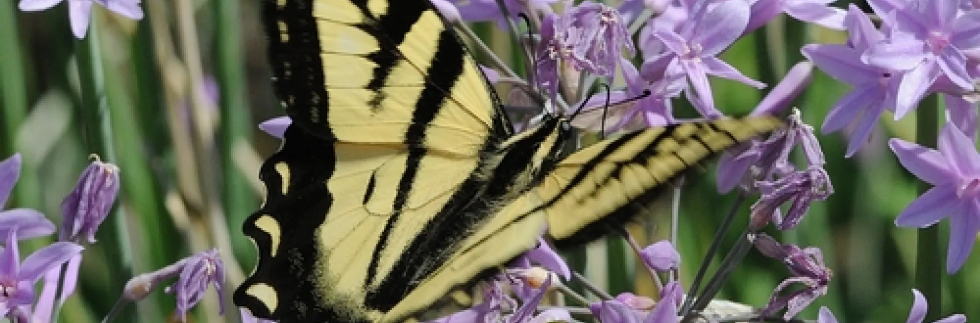 WESTERN TIGER SWALLOWTAIL (Papilio rutulus) forages among the flowers. (Photo by Kathy Keatley Garvey)