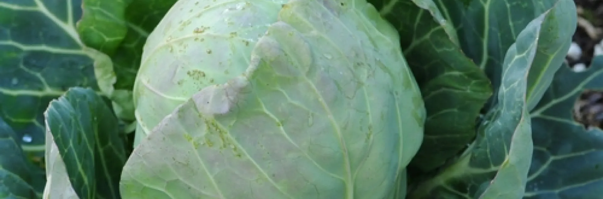 CABBAGE is among the crops planted at the Häagen-Dazs Honey Bee Haven. The bee friendly garden includes other vegetables, fruit trees and almond trees, all pollinated by bees. (Photo by Kathy Keatley Garvey)