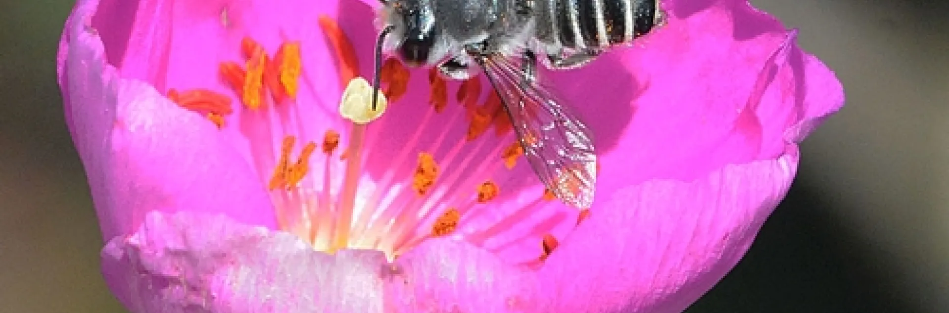 LEAFCUTTER BEE, shown here on rock purslane, is one of the bees that Terry Griswold studies. This is a male, Megachile sp. (Photo by Kathy Keatley Garvey)