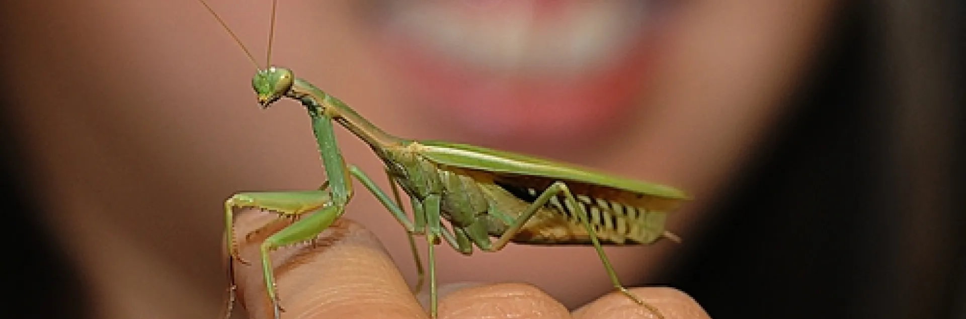 THIS PRAYING MANTIS gets lots of attention at the Bohart Museum of Entomology. (Photo by Kathy Keatley Garvey)