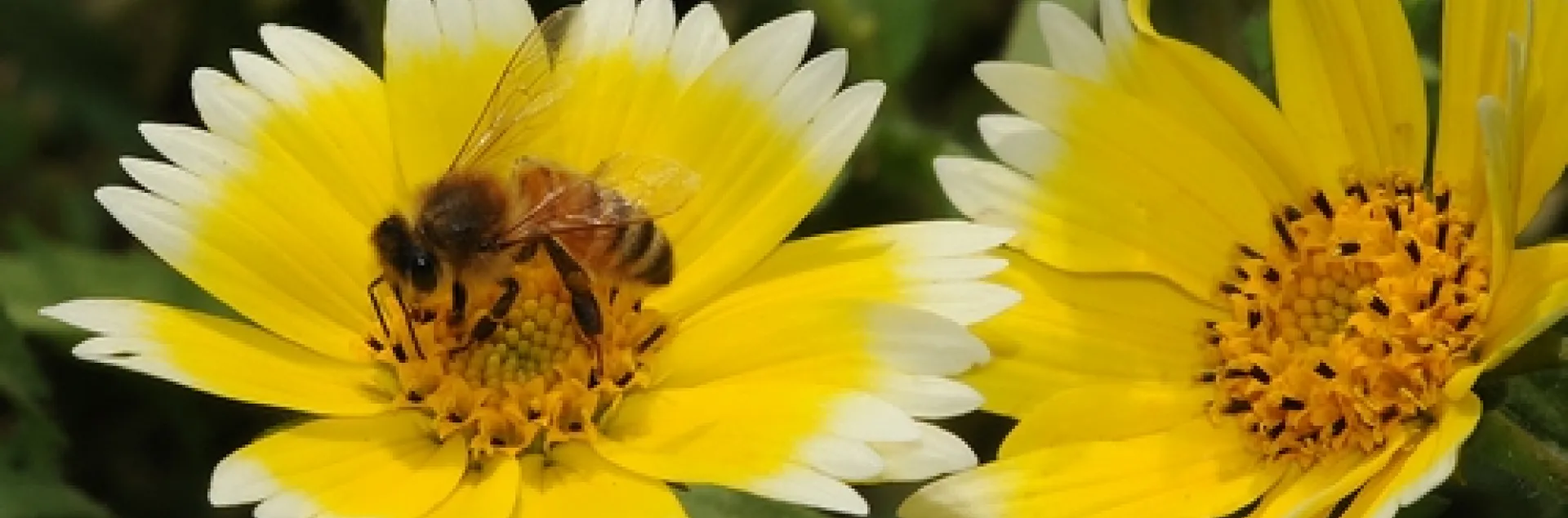 HONEY BEE nectaring on Tidy Tips, a native California wildflower. (Photo by Kathy Keatley Garvey)