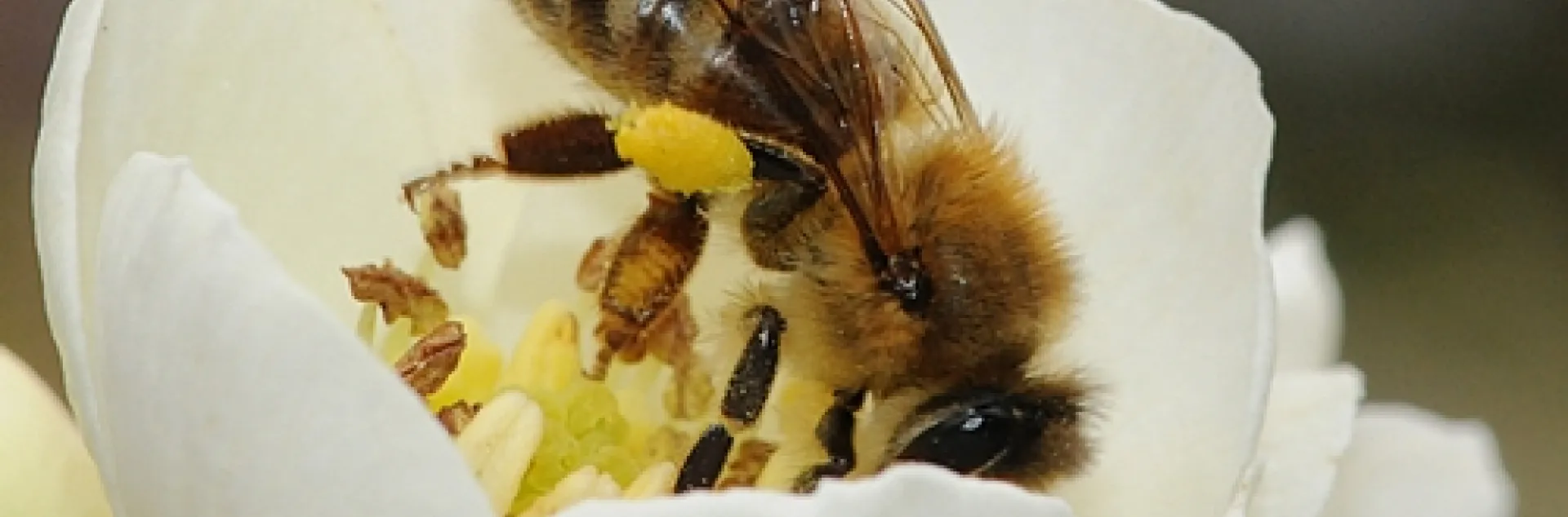 UPSY DAISY--A honey bee gathers nectar in a white flowering quince in the Carolee Shields White Flower Garden, UC Davis Arboretum. This photo was taken Feb. 6. (Photo by Kathy Keatley Garvey)