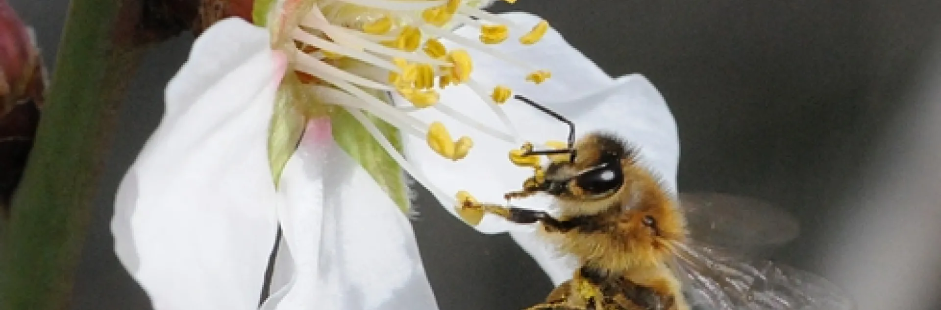 HONEY BEE visiting an almond blossom. (Photo by Kathy Keatley Garvey)