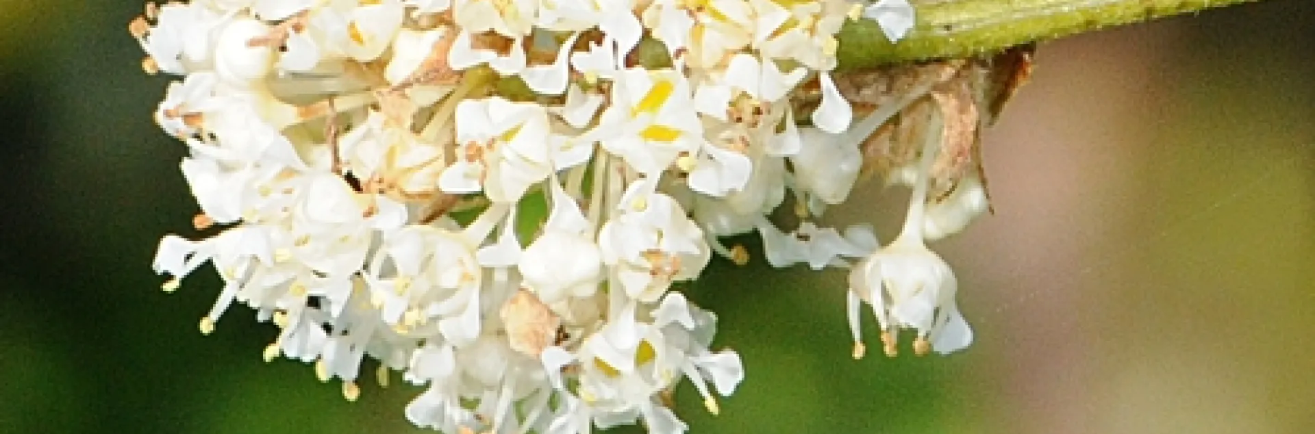 A SYRPHID FLY (problably from the Genus Toxomerus) heads toward a white ceanothus blossom near Tomales Bay. (Photo by Kathy Keatley Garvey)