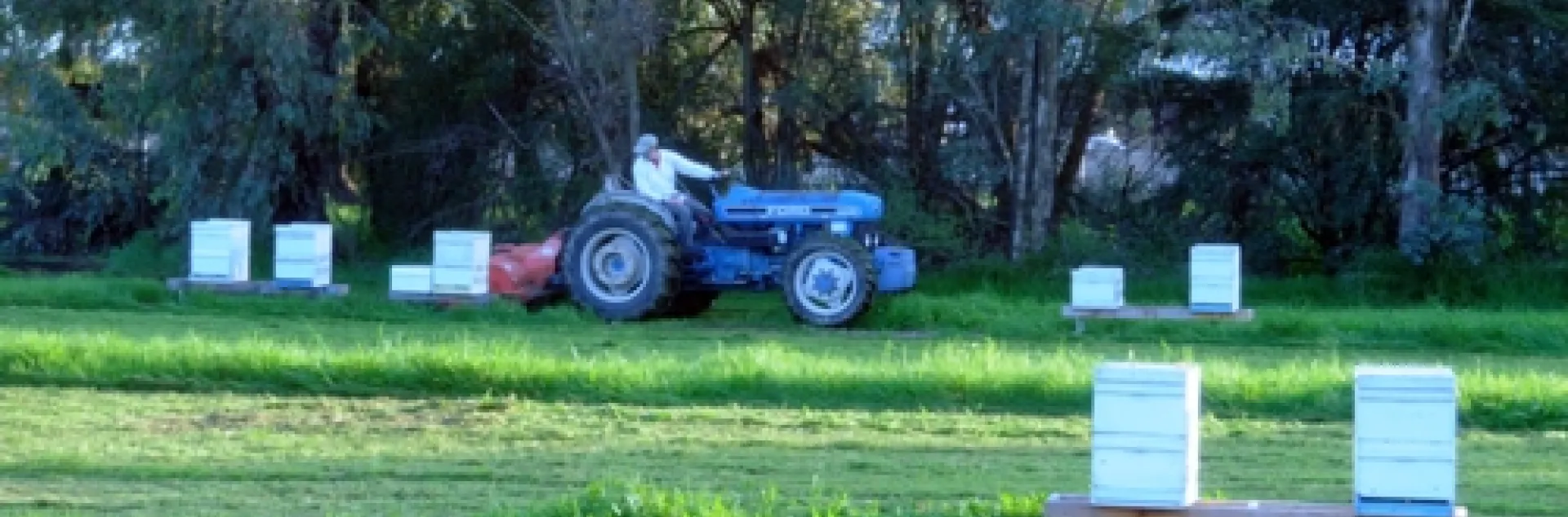 BEE BREEDER-GENETICIST Kim Fondrk mows the lush grass at the Harry H. Laidlaw Jr. Honey Bee Research Facility. (Photo by Kathy Keatley Garvey)