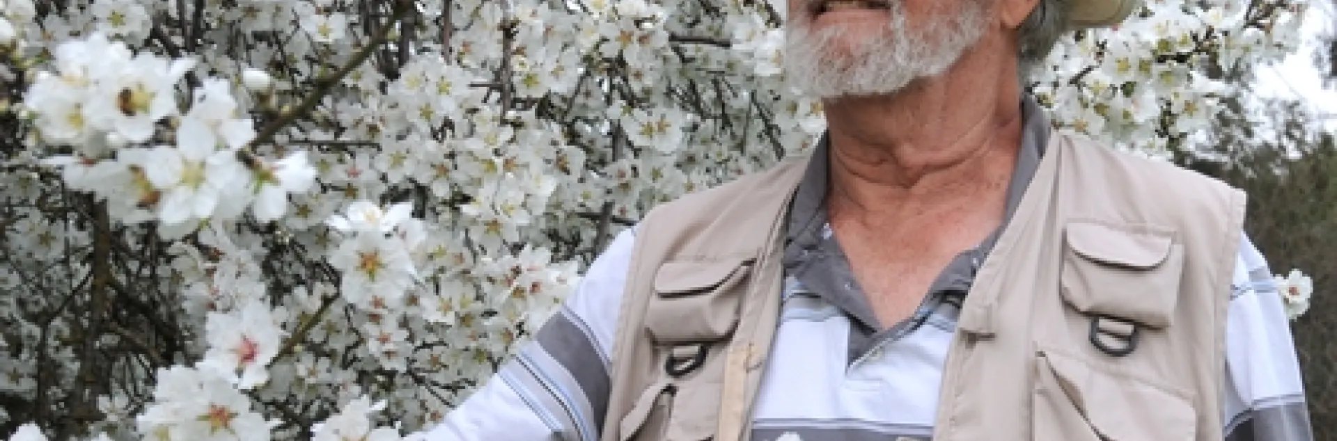 NATIVE BEE SPECIALIST Robbin Thorp looks for native bees in an almond tree on the grounds of the Harry H. Laidlaw Jr. Honey Bee Research Facility at UC Davis. He'll be a keynote speaker at the 2010 Bee Symposium, set March 7 in Sebastopol. (Photo by Kathy Keatley Garvey)