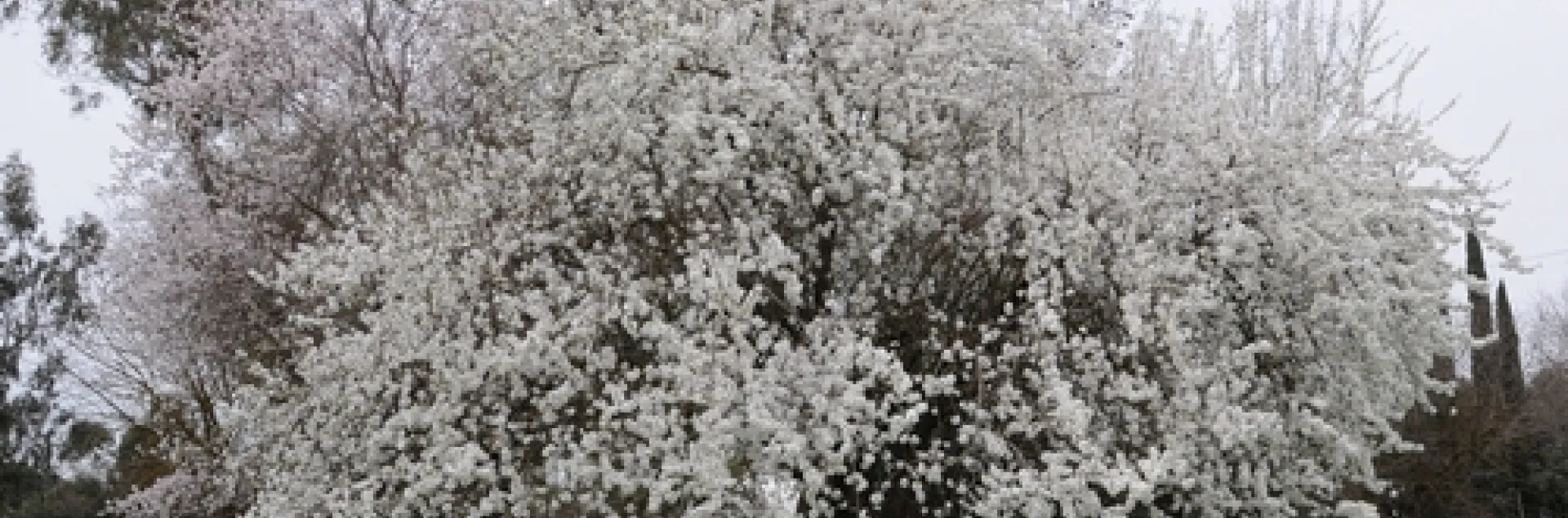 ALMOND TREES throughout California, including this one at the Harry H. Laidlaw Jr. Honey Bee Research Facility at UC Davis, are in full bloom. (Photo by Kathy Keatley Garvey)