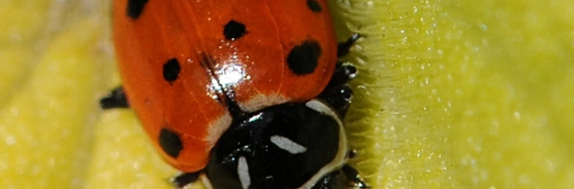LADYBUG searching for aphids on a leaf. (Photo by Kathy Keatley Garvey)