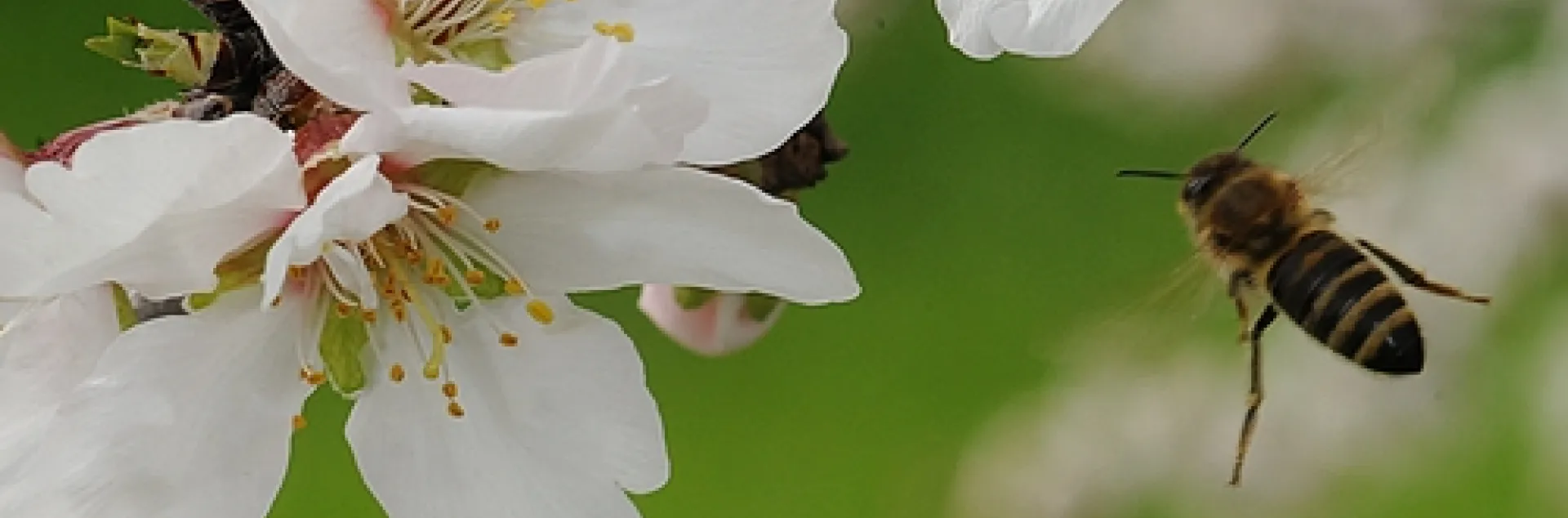 HONEY BEE in flight at the Harry H. Laidlaw Jr. Honey Bee Research Facility at the University of California, Davis. Scientists say the bee is more fuel efficient than even the most fuel-efficient car; the bee can get nearly 5 million miles to the gallon. (Photo by Kathy Keatley Garvey)