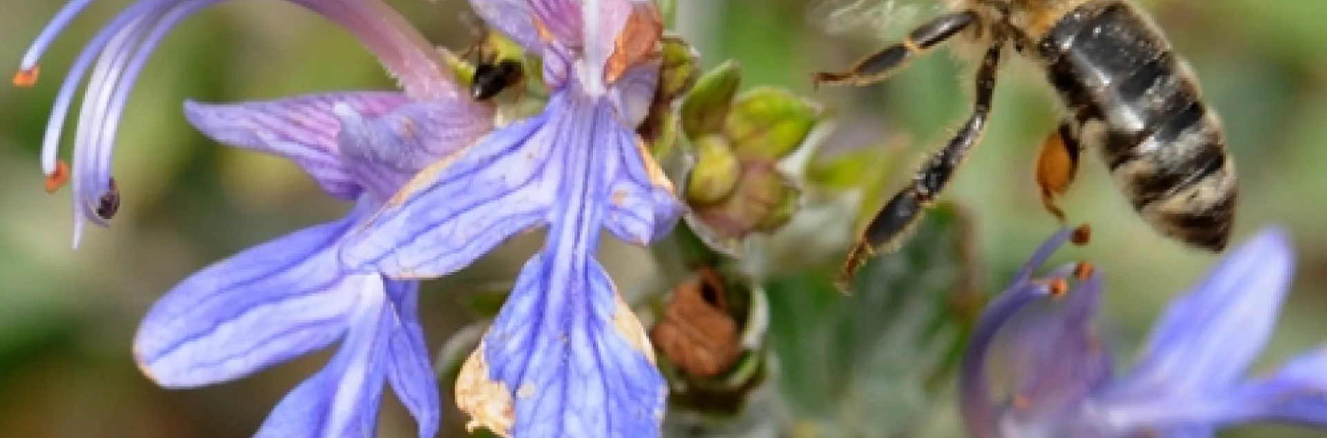 HONEY BEE heads for a Teucrium frutican "Azureum"--also known as a blue bush germander. Note the ant in the middle. (Photo by Kathy Keatley Garvey)