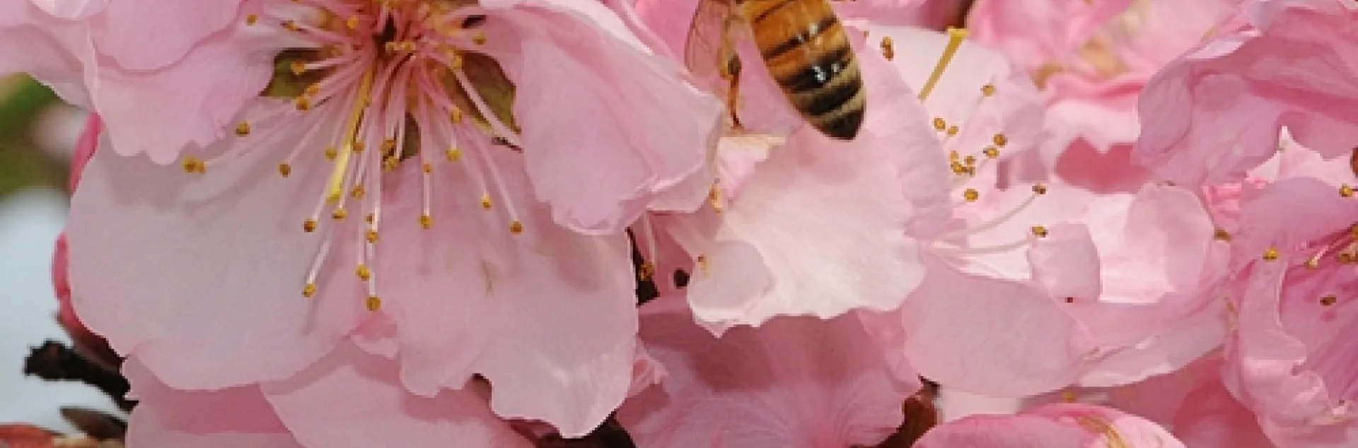 HONEY BEE nectaring nectarine blossoms. (Photo by Kathy Keatley Garvey)