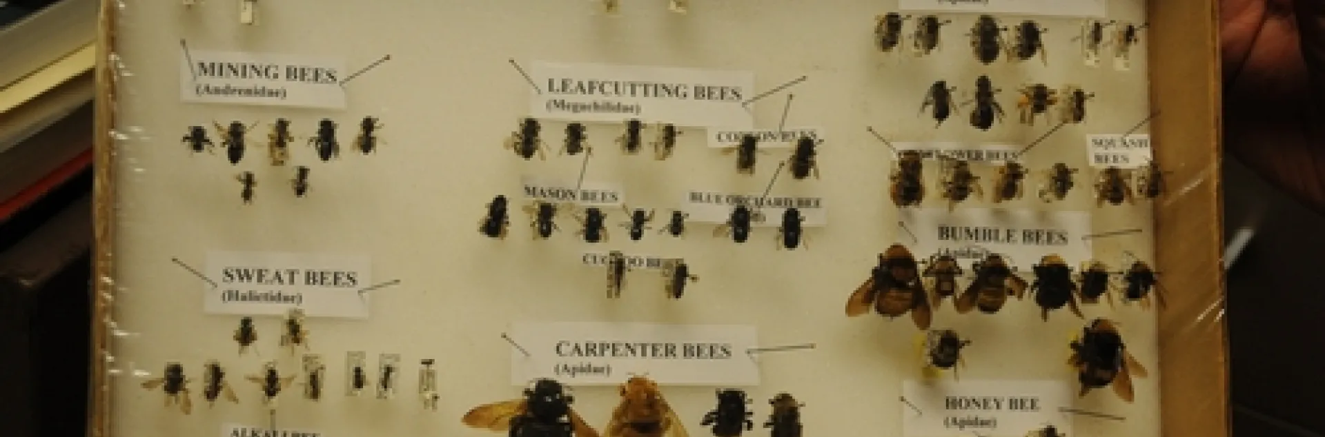 THIS COLLECTION of bees, by native pollinator specialist Robbin Thorp, shows the wide diversity of bees in Yolo County. (Photo by Kathy Keatley Garvey)
