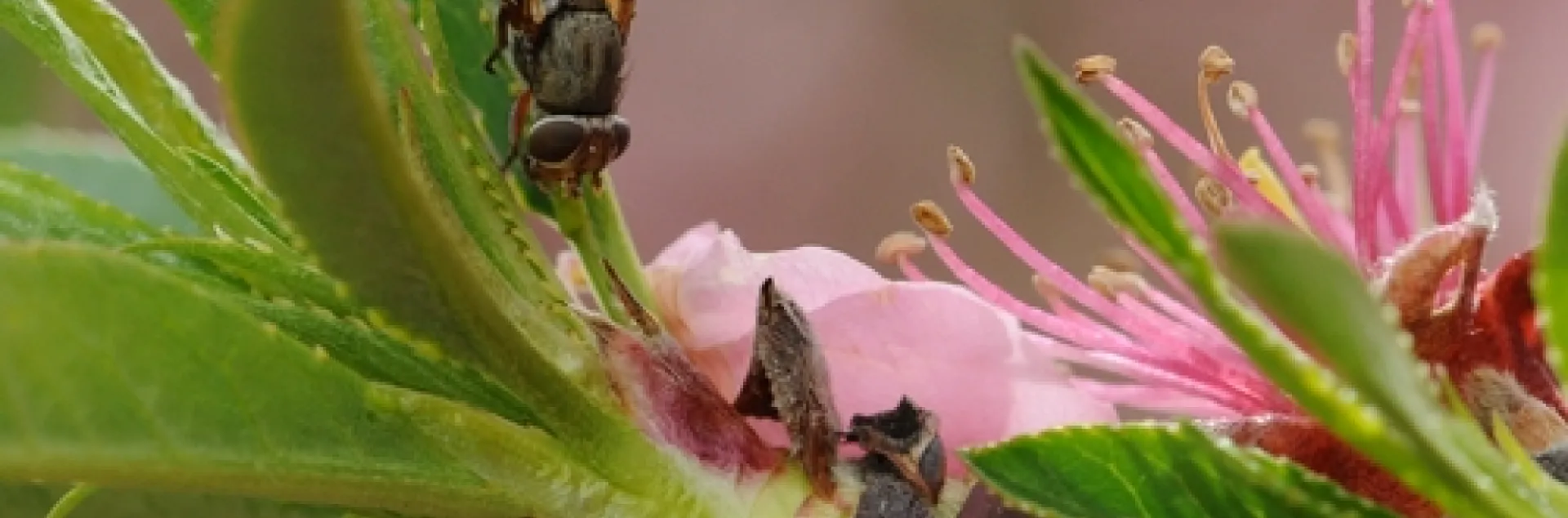 Picture-winged fly (Ceroxys latiusculus) (Photo by Kathy Keatley Garvey)