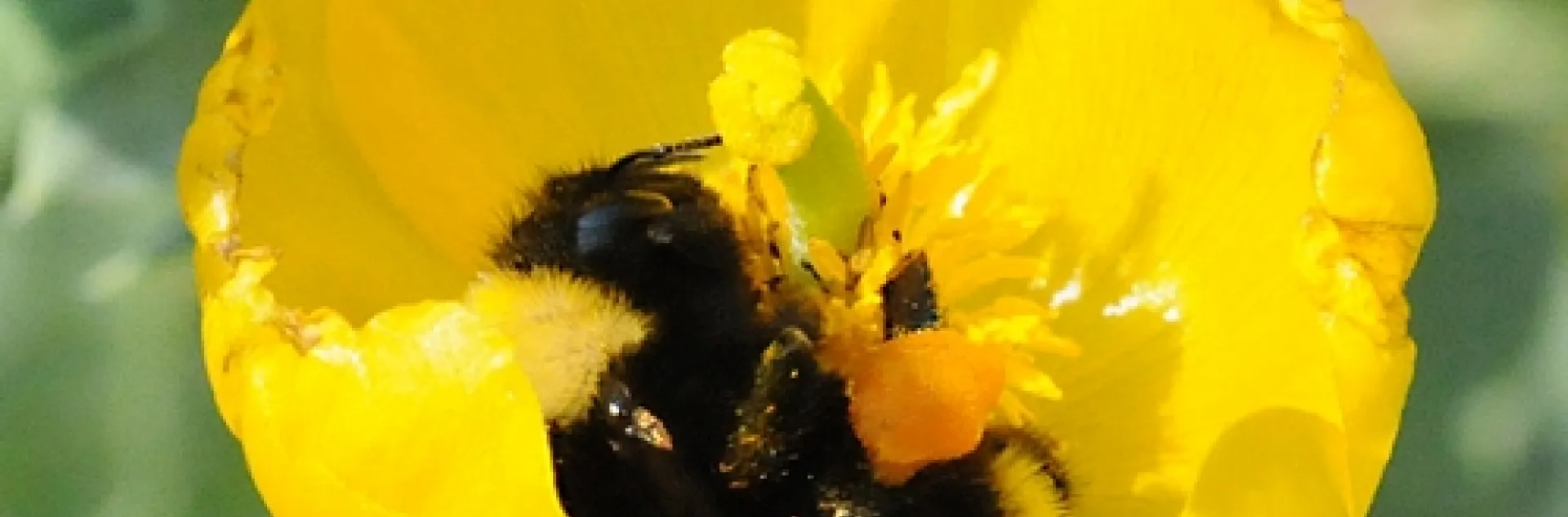 BLACK-FACED BUMBLE BEE (Bombus californicus) gathering pollen in a California poppy. (Photo by Kathy Keatley Garvey)