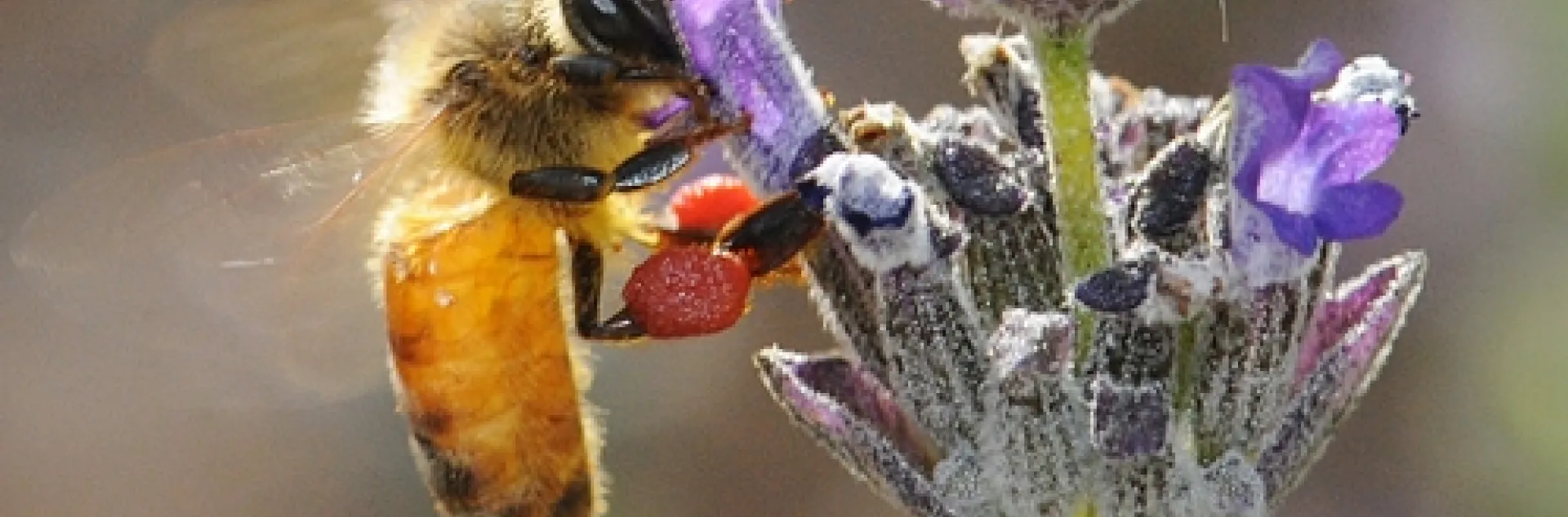 HONEY BEE, packing red pollen from nearby rock purslane blossoms, nectars lavender. (Photo by Kathy Keatley Garvey)
