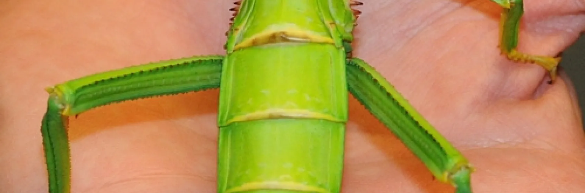 THIS KELLY GREEN walking stick is the impetus behind the Bohart Museum's special theme, "What Has Six Legs and Is Green All Over?" The Bohart will focus on what's green from 1 to 5 p.m., Sunday, March 21 in a special St. Paddy's Day theme. (Photo by Kathy Keatley Garvey)