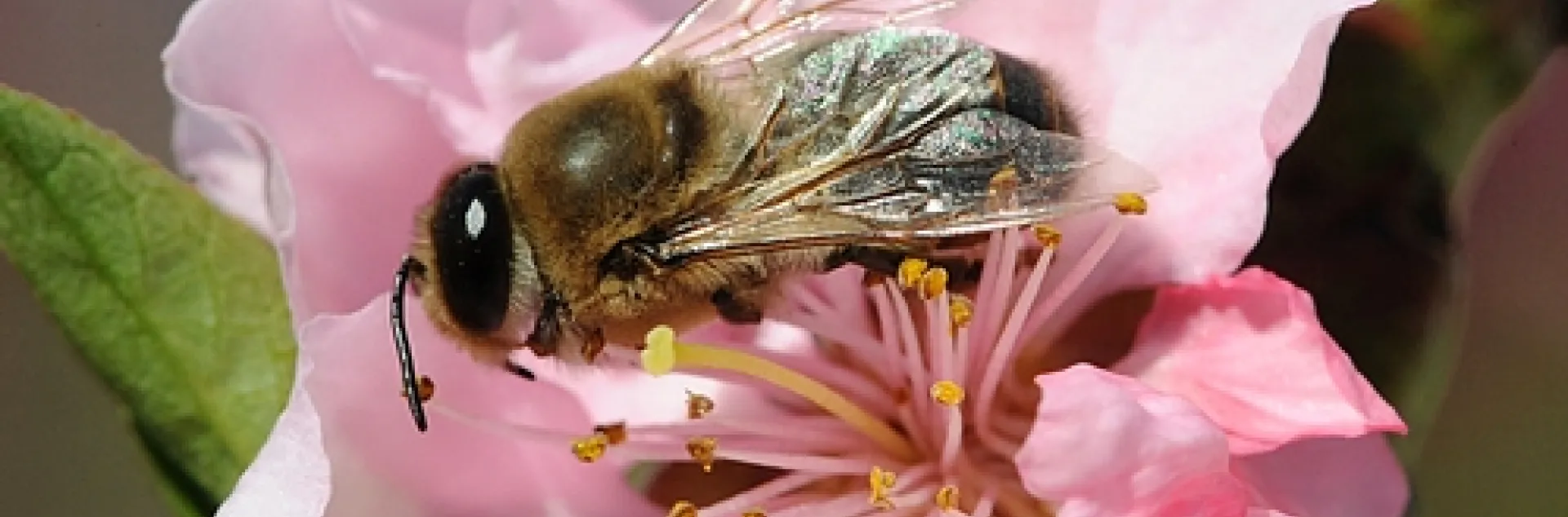 WHAT'S WRONG with this photo? For the answer, read the text above. (Photo by Kathy Keatley Garvey)