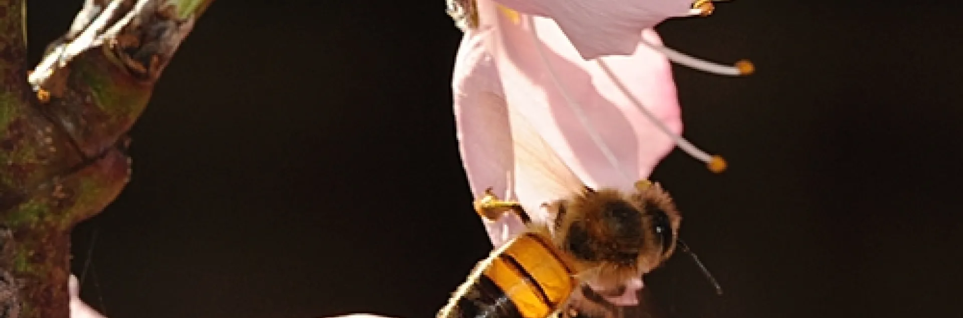 THIS HONEY BEE nectaring a backyard nectarine tree looks like stained glass. (Photo by Kathy Keatley Garvey)