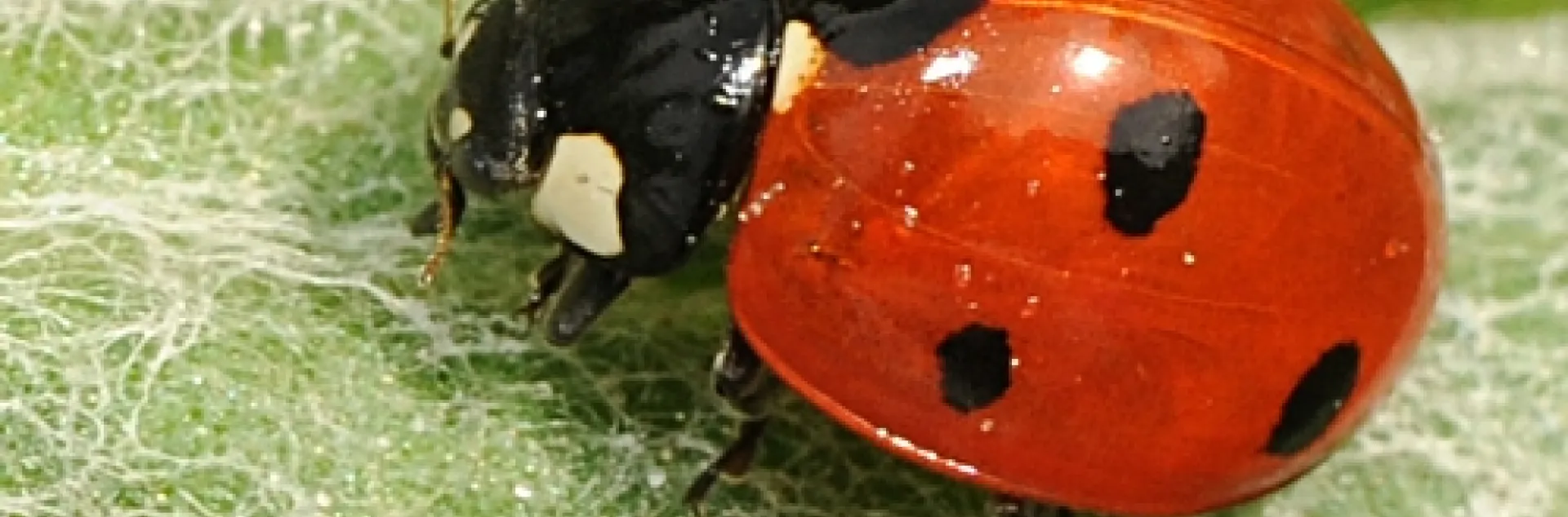 SEVEN-SPOTTED LADYBUG crawls along a leaf in a UC Davis flower garden. (Photo by Kathy Keatley Garvey)
