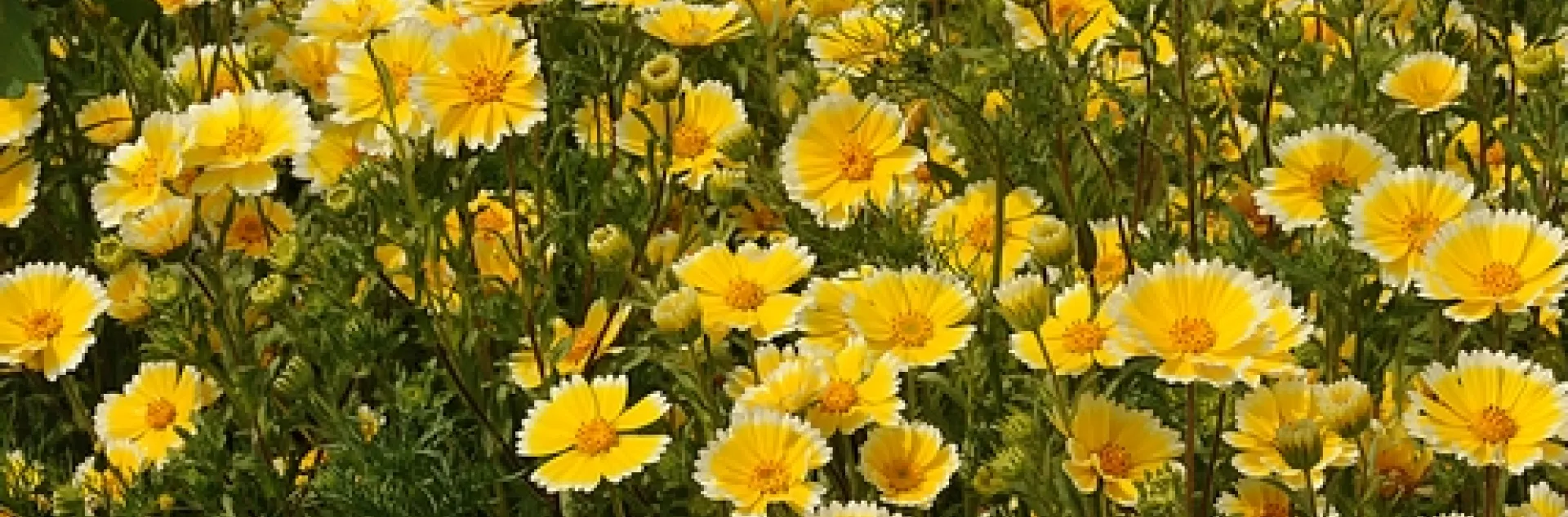 PATCH OF TIDY TIPS, California native wildflower, planted on the UC Davis campus, behind the Laboratory Sciences Building. If you look closely in the patch, you'll see scores of insects, including honey bees, hover flies, mason bees, ladybugs--and assassin bugs. (Photo by Kathy Keatley Garvey)