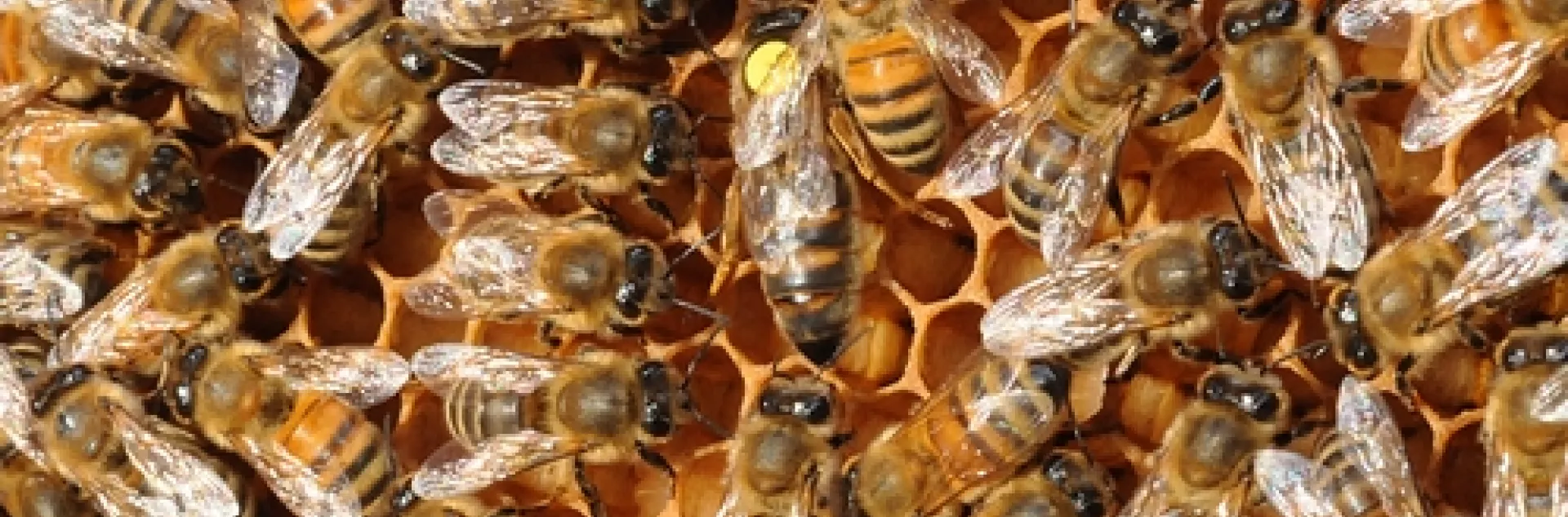 QUEEN BEE (with the dot) is surrounded by worker bees (sterile females). (Photo by Kathy Keatley Garvey)