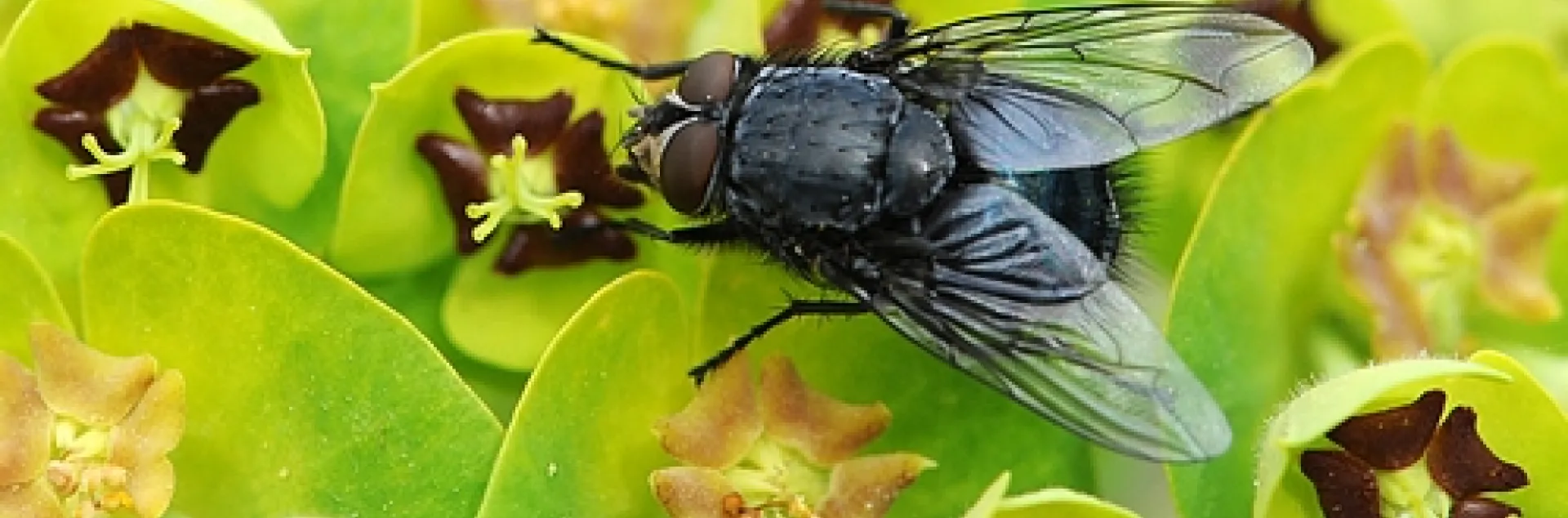 BLUE ON GREEN--A blue bottle fly (Calliphora vicinia) lands on the Mediterranean spurge (Euphorbia characias wulfenii). This species is important in forensic entomology. (Photo by Kathy Keatley Garvey)