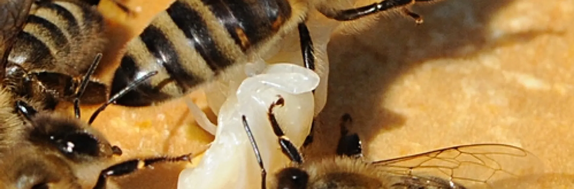 VARROA MITE on a worker bee (see crab-shaped parasite near her head). These undertaker bees were trying to remove a drone larva from the hive. (Photo by Kathy Keatley Garvey)