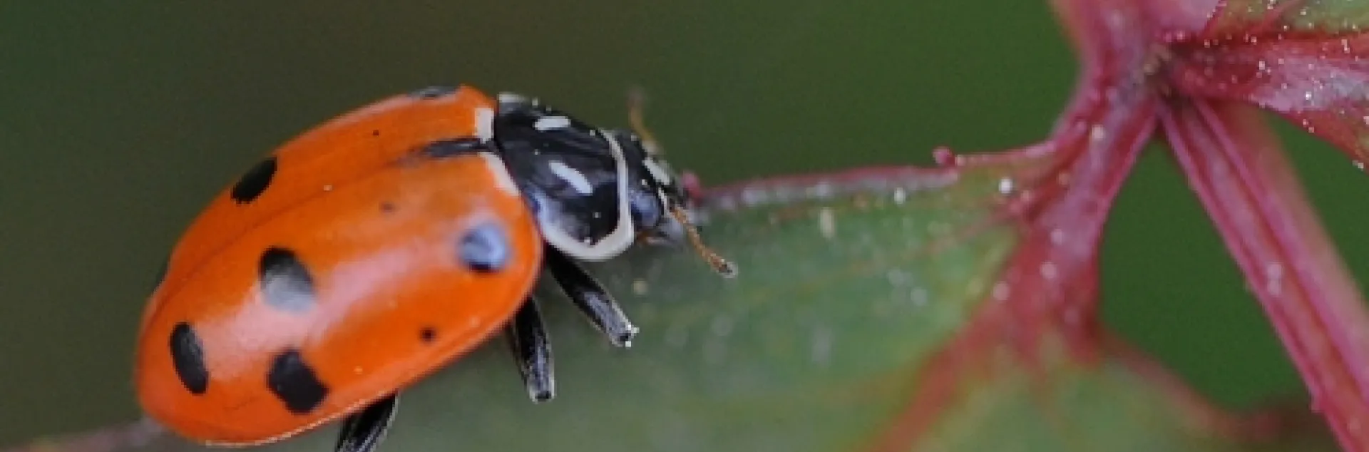 A JUST RELEASED ladybug prowls a rose bush for aphids. (Photo by Kathy Keatley Garvey)