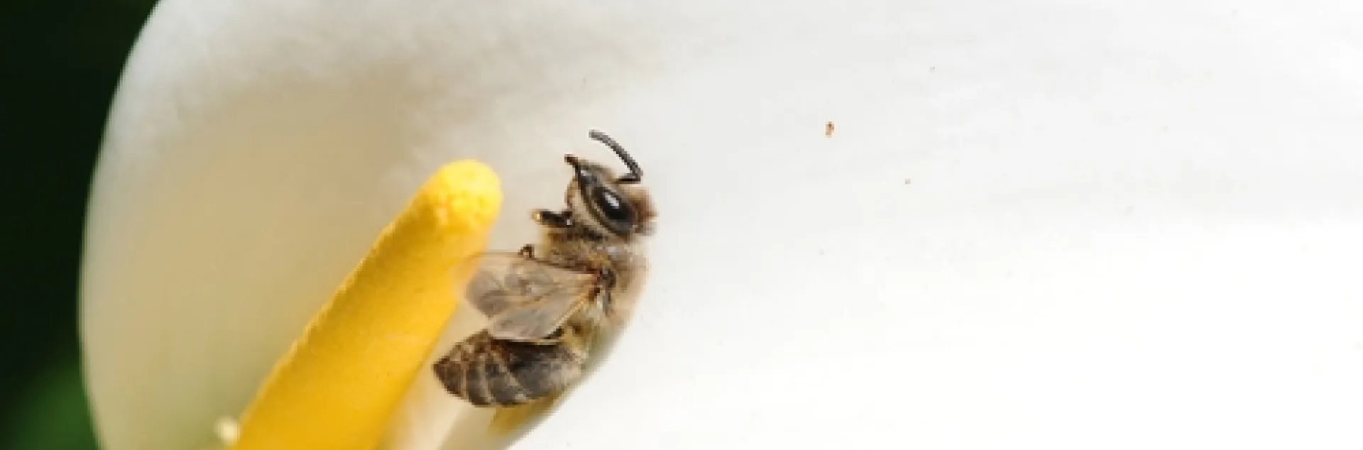 HONEY BEE lies still on a white calla lily in the Carolee Shields White Flower Garden at the UC Davis Arboretum. (Photo by Kathy Keatley Garvey)