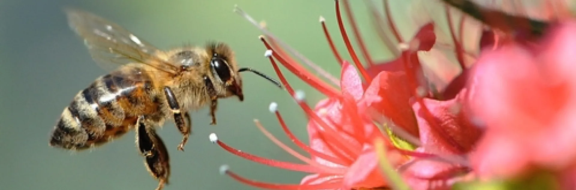 HONEY BEE zeroes in on a ruby-red blossom. (Copyrighted Photo by Kathy Keatley Garvey)