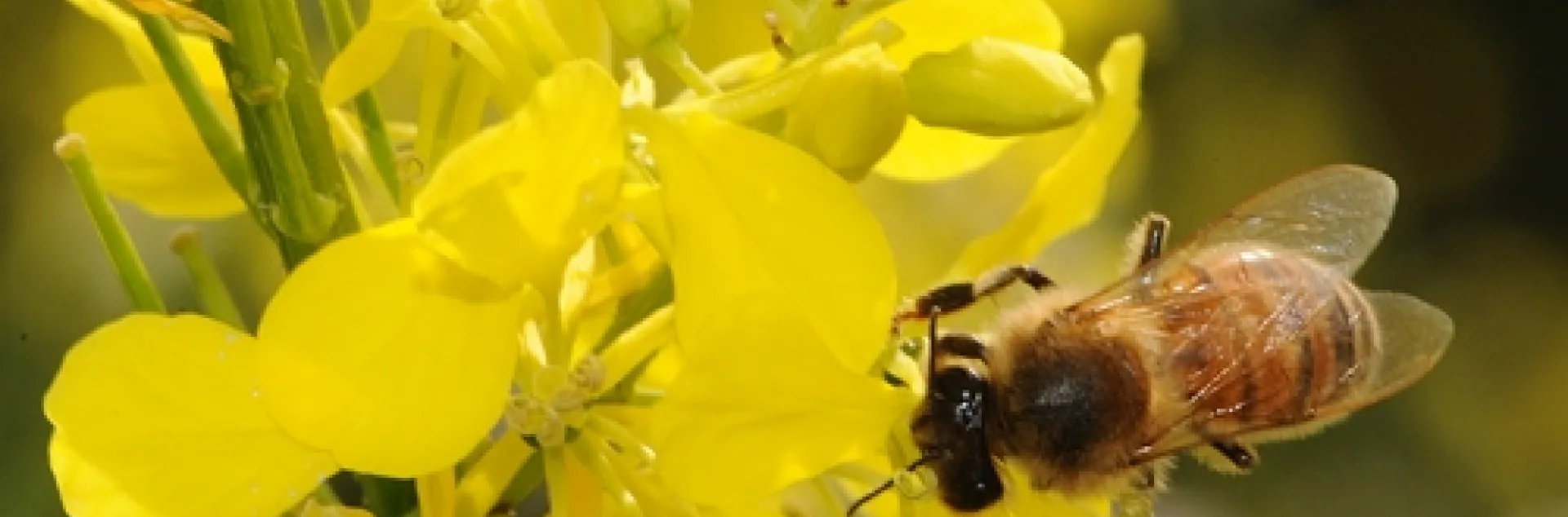 HONEY BEE foraging on mustard at Olivarez Honey Bees, Inc., Orland, Calif. (Photo by Kathy Keatley Garvey)