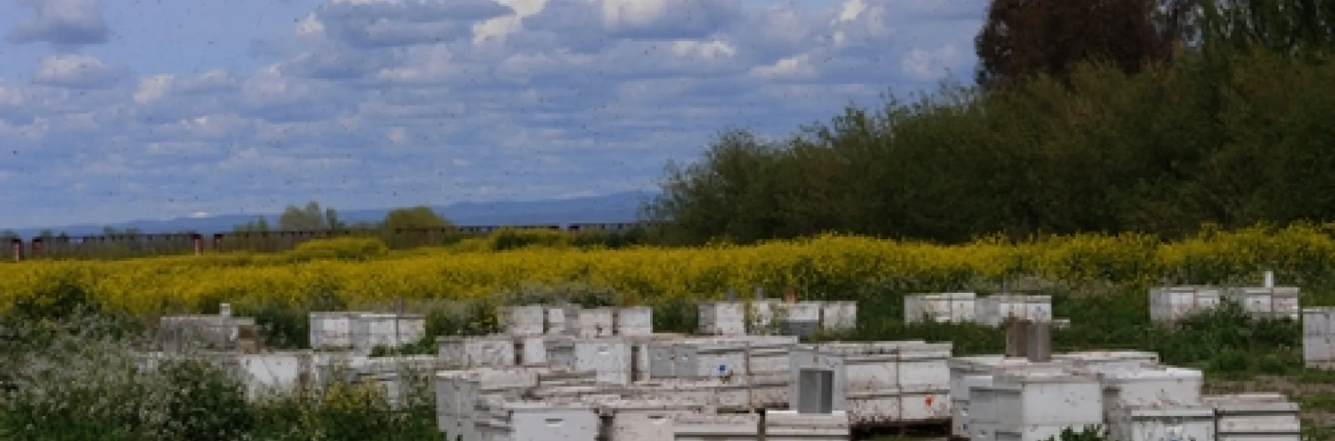 BLUE SKY, a field of golden mustard and gleaming white hives--it's a picture-perfect day at the Olivarez Honey Bees' farm in Orland, Calif. (Photo by Kathy Keatley Garvey)