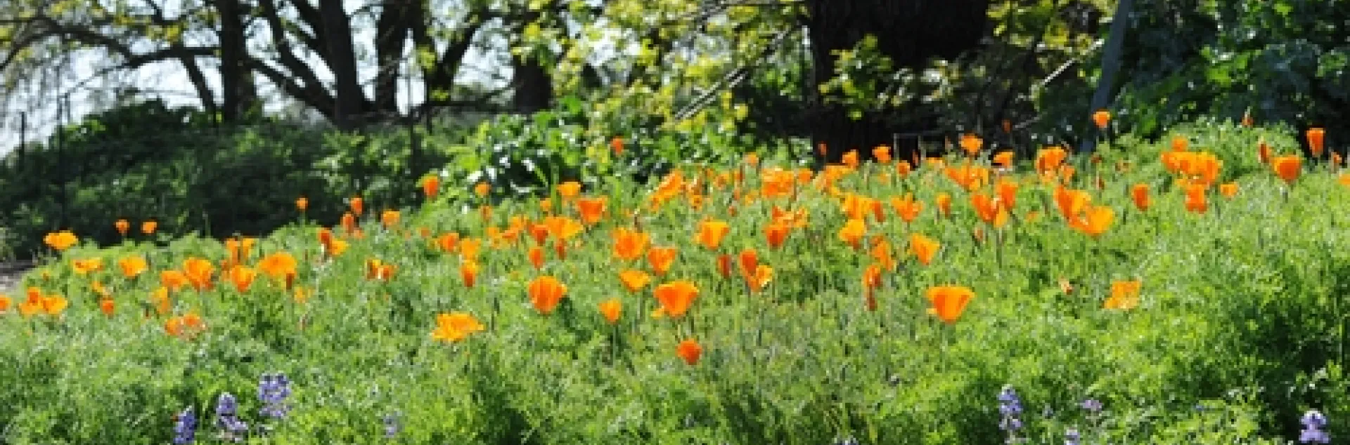 CAMPUS BUZZWAY at UC Davis is awash in gold and blue: California poppies and lupine. (Photo by Kathy Keatley Garvey)