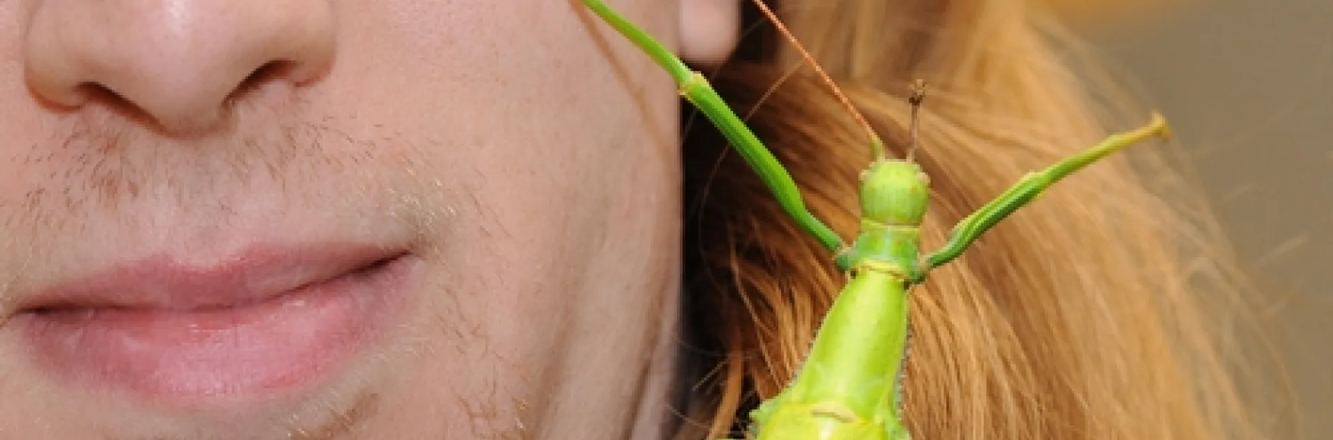 MY BUDDY--Matan Shelomi, a first-year graduate student in entomology at UC Davis, checks out a lime green walking stick at the Bohart Museum of Entomology. It will be a key attraction at the insect museum on Picnic Day, set April 17. (Photo by Kathy Keatley Garvey)
