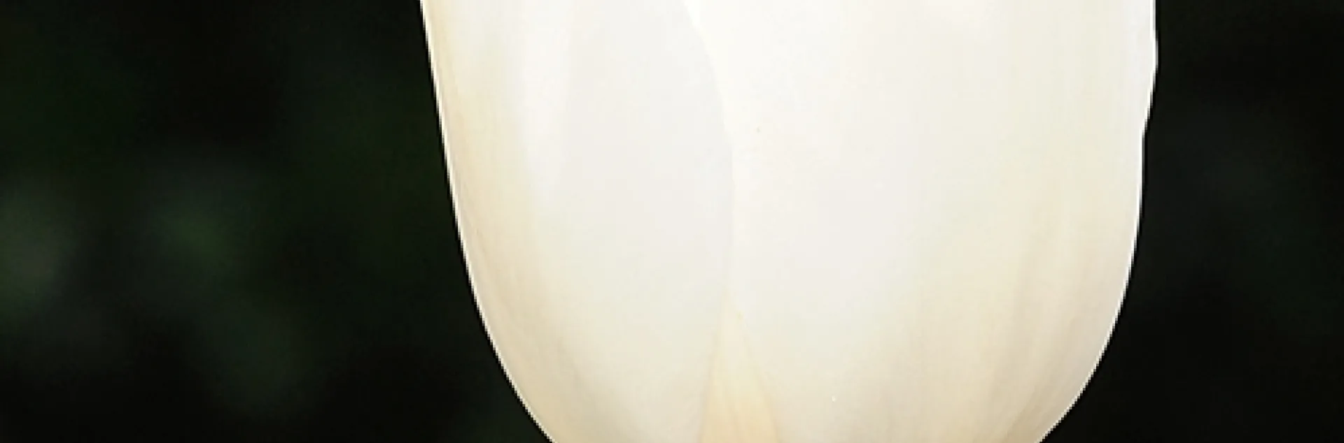 A HONEY BEE lands on a tulip, a plant generally not a "bee friendly plant." (Photo by Kathy Keatley Garvey)