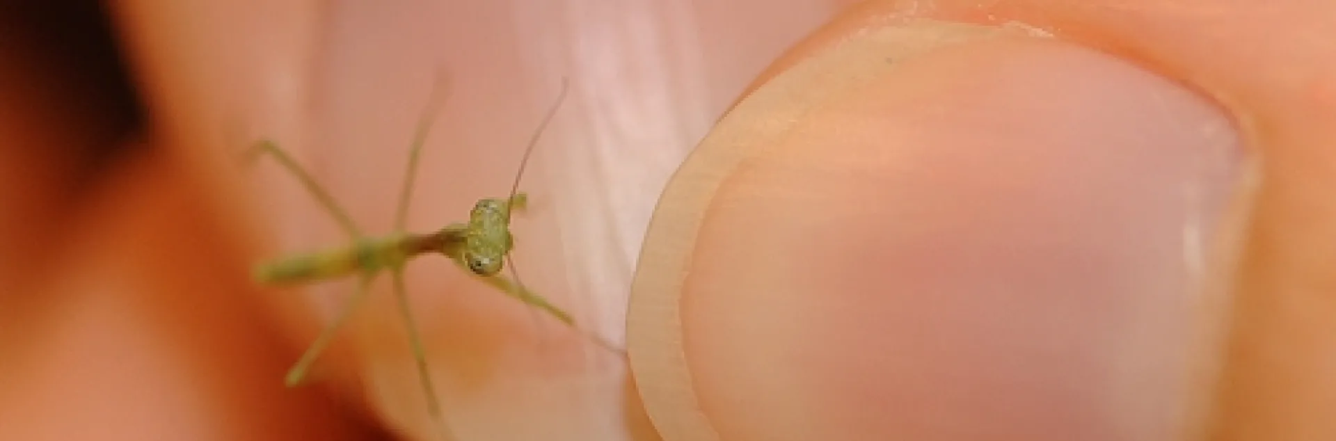 BARELY VISIBLE, this is a newly hatched praying mantis, held by Emily Bzdyk, a first-year graduate student in entomology at UC Davis. (Photo by Kathy Keatley Garvey)
