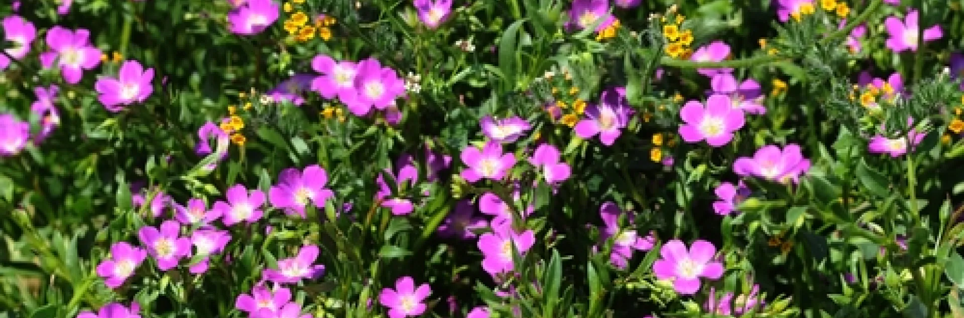 FIELD OF REDMAIDS, California native wildflowers, near the Harry H. Laidlaw Jr. Honey Bee Research Facility at UC Davis. Mixed in are fiddleneck (yellow), also frequented by bees. (Photo by Kathy Keatley Garvey)