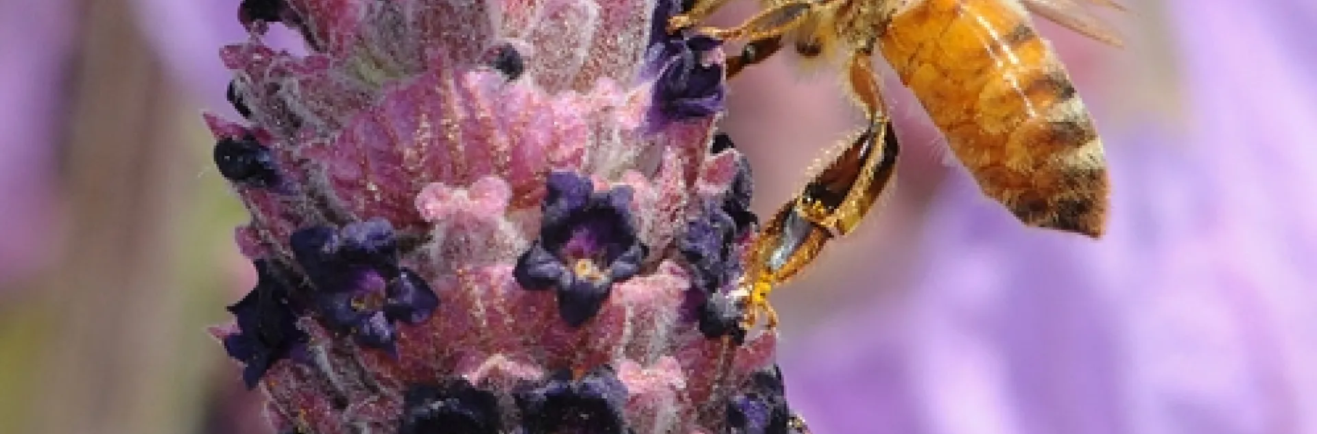 A YOUNG ITALIAN honey bee nectaring lavender on the UC Davis campus. (Photo by Kathy Keatley Garvey)