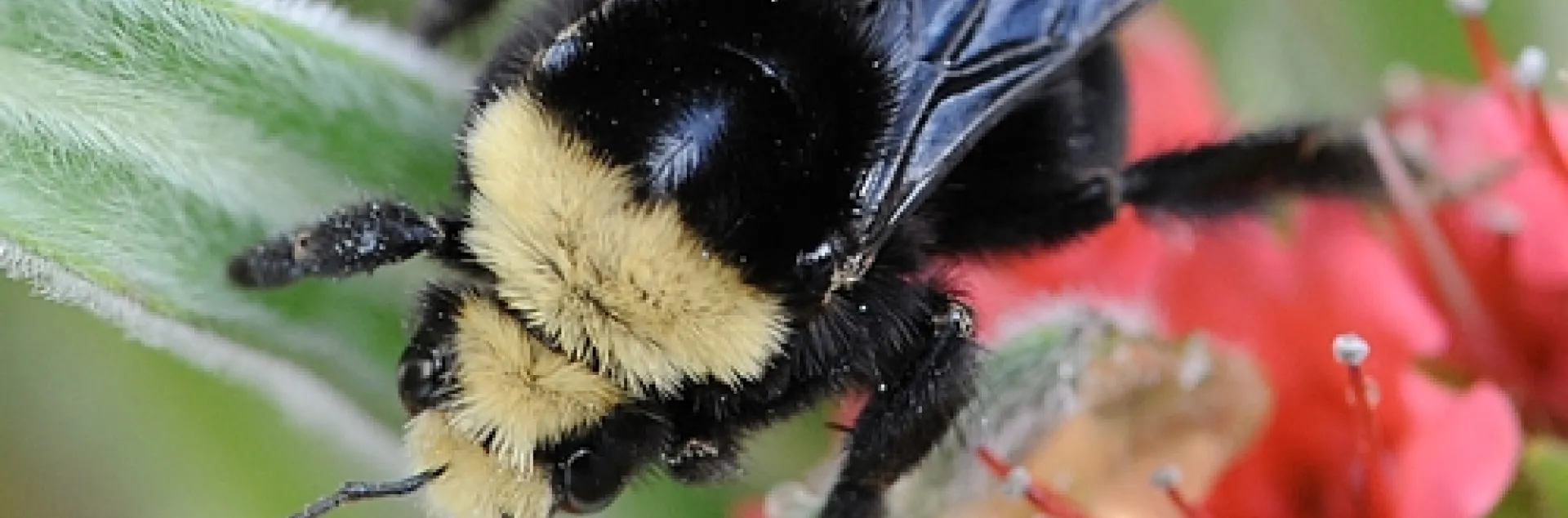 QUEEN BUMBLE BEE, a yellow-faced bumble bee (Bombus vosnesenskii) heads down the tower of jewels. (Photo by Kathy Keatley Garvey)
