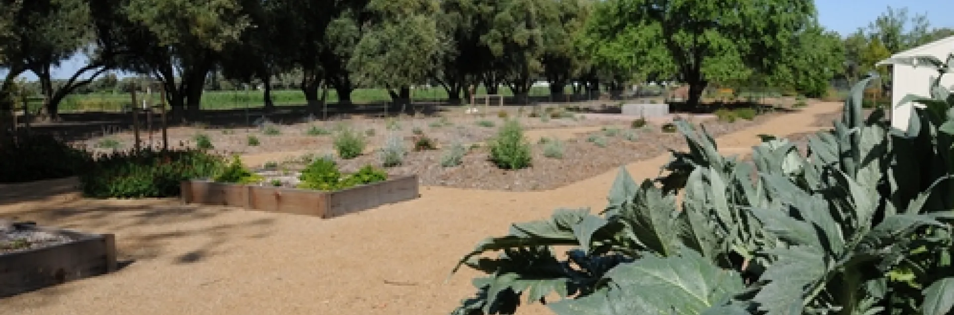 GIGANTIC ARTICHOKE PLANTS fill one of the planters at the Häagen-Dazs Honey Bee Haven. (Photo by Kathy Keatley Garvey)