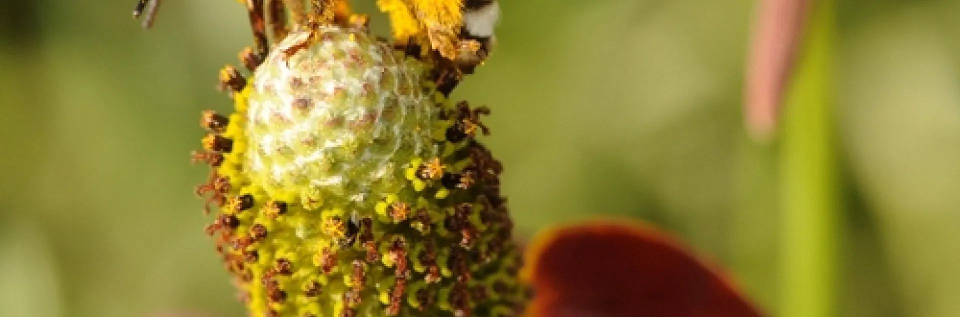 NATIVE BEE, a Svastra obliqua expurgata, forages on top of a Mexican hat flower at the Häagen-Dazs Honey Bee Haven at UC Davis. The bee is commonly known as "the sunflower bee." The flower is sometimes called a "prairie coneflower." (Photo by Kathy Keatley Garvey)