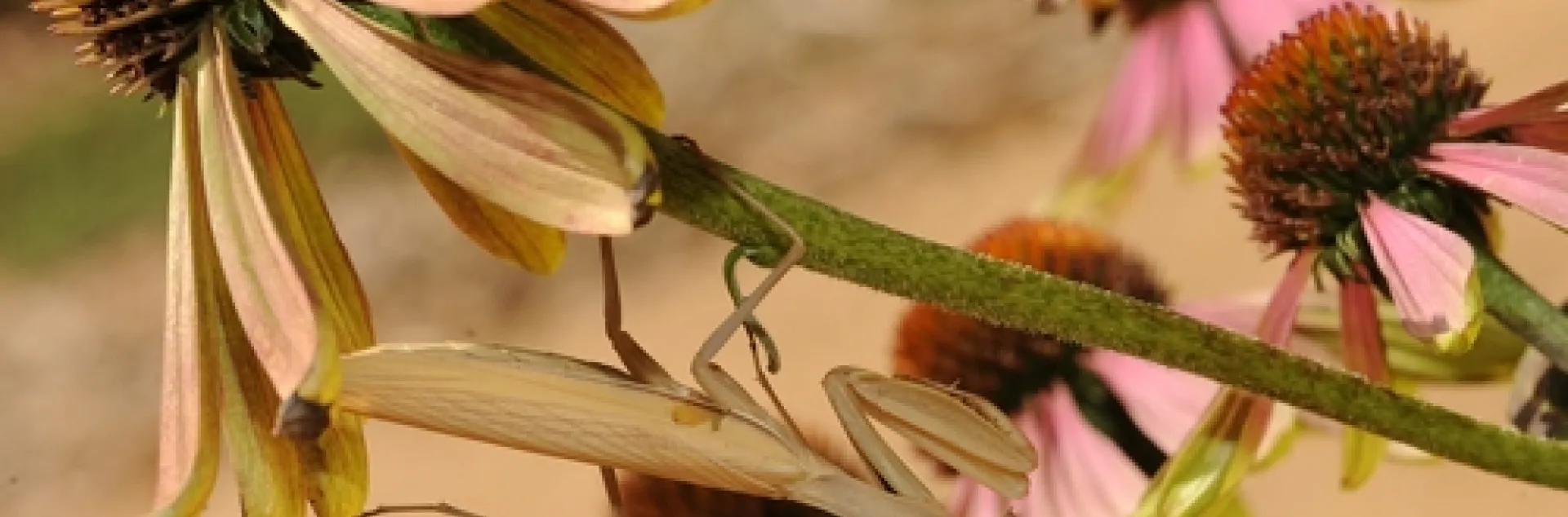PRAYING MANTIS clings to a purple coneflower (Echinacea pupurea) in the Häagen-Dazs Honey Bee Haven at the Harry H. Laidlaw Jr. Honey Bee Research Facility, UC Davis. (Photo by Kathy Keatley Garvey)